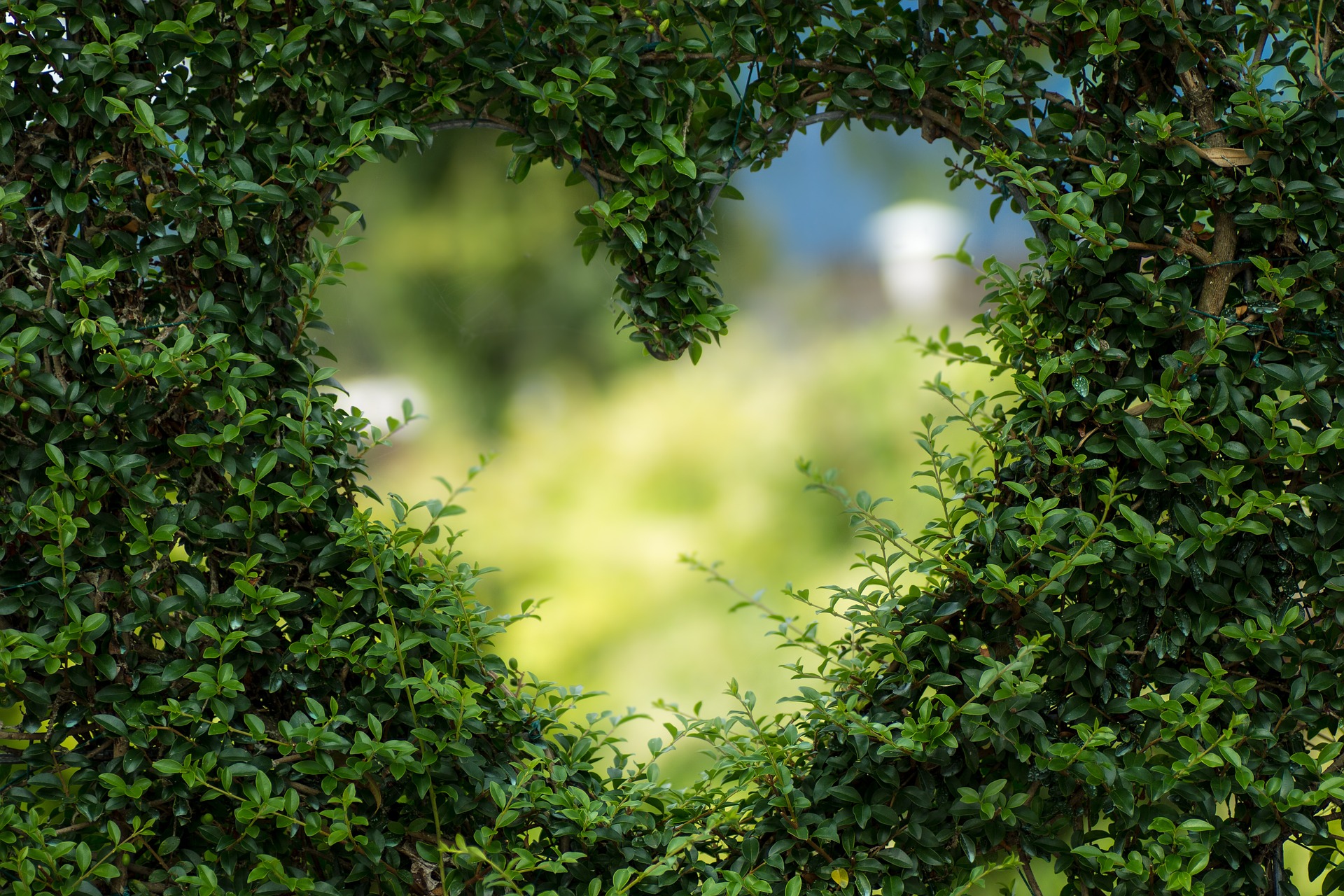 Eine Hecke in der ein Herz zu sehen ist.