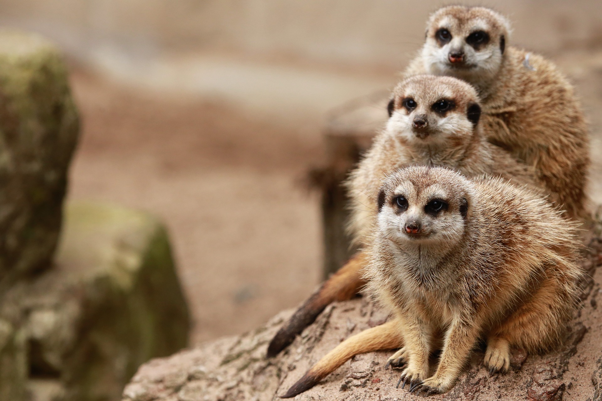 Drei Erdmännchen auf einem Stein