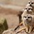 Drei Erdmännchen auf einem Stein